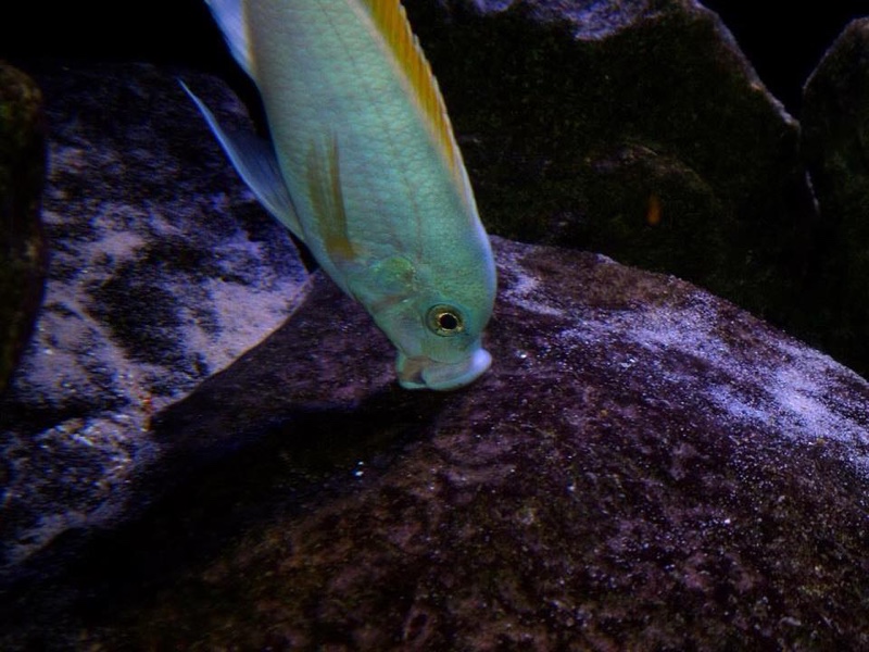 Maylandia mbenjii 'Mbenji Island'